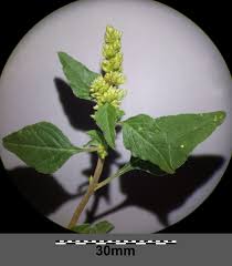 Image result for Amaranthus deflexus