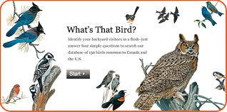 Birds Of South Africa Identification Prepping For The Great Backyard Bird Count Great Backyard Bird Count Backyard Birds Birds