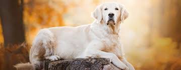 These dogs are the definition of a happy medium, and probably why they show up on our list of most popular dogs. 20 Most Popular White Dog Breeds Of Every Fluff And Size
