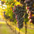 Viticulture