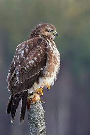 Soms bidt hij met gebogen vleugels in een sterke. Buizerd Wikipedia