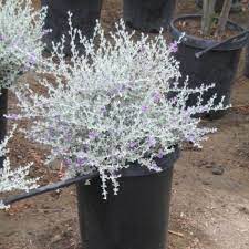 Silver Cloud Texas Sage
