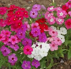 Berikut adalah artikel tentang cara menanam tulip di negara tropis seperti di indonesia. Cara Menanam Bunga Phlox Bibitbunga Com