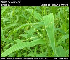 Image result for Urochloa oligotricha