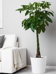 Image result for Pachira