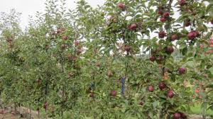 Maybe you would like to learn more about one of these? A High Density Apple Production System For The Home Garden Apples