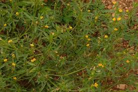 Image result for Stylosanthes