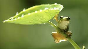 Decorate your laptops, water bottles, notebooks and windows. 68 Froggy Wallpaper On Wallpapersafari