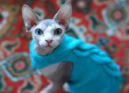 Beautiful canadian sphynx kittens we have 6 amaizing canadian sphynx for sale. What You Need To Know Before Bringing Home A Sphynx Cat Petmd