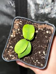 Image result for Searsia monticola