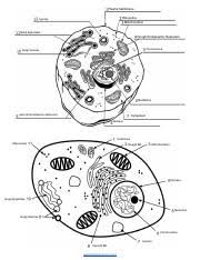 Maybe you would like to learn more about one of these? Animal Cell Labeling Pdf Plasma Membrane Ribosome Lysome Mitochondrion Golgi Apparatus Rough Endoplasmic Reticulum Chromosome Golgi Vesicles Nucleolus Course Hero