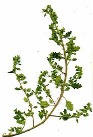 Image result for Dysphania pumilio