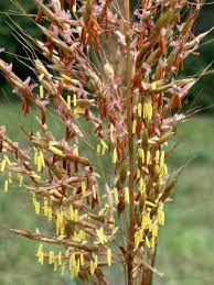 Image result for Sorghastrum nudipes