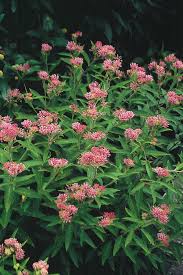 Image result for Asclepias