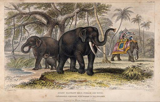 A female and a male Asiatic elephant with their young and a … free public domain image | Look and Learn