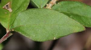 Image result for Psilotrichum scleranthum