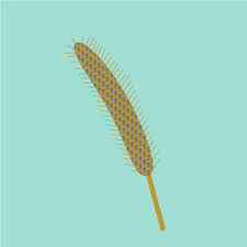 Image result for Setaria homonyma