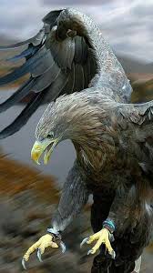 Pin De Fadime Dogan Em Passaros Aguia Careca Aves Selvagens Animais Selvagens