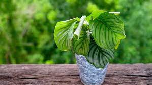 Ciri khas calathea ornata adalah daun. 5 Alasan Kenapa Daun Calathea Menggulung