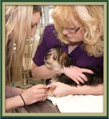 With carecredit healthcare financing is made easy. Everett Pet Emergencies Vet Near Me