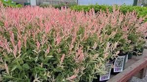 Everywhere i checked they were sold out. Salix Flamingo Dappled Willow Stunning Easy To Grow Eye Catching Color Youtube