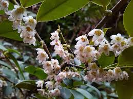 Image result for Pentaphylacaceae