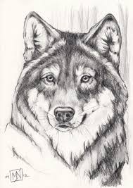 Black And Grey Wolf Drawing Grey Wolf Pencil Drawings Of Animals Wolf Face Drawing Wolf Drawing
