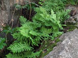 Image result for Polypodiaceae