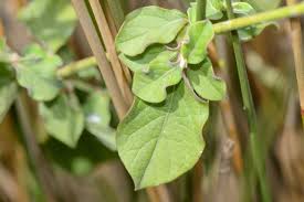 Image result for Achyranthes aspera