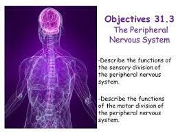 Bert over open loops talks about how can our nervous system affects productivity. Nervous System Quiz 25 Points 8 Questions Ppt Download