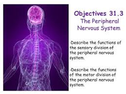 It's made up of the body's many nerve cells. Nervous System Quiz 25 Points 8 Questions Ppt Download