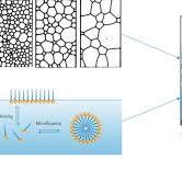 Mechanism of foaming (a) physics involved in foaming, (b ...