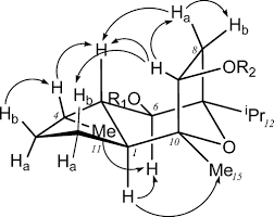 Image result for Phyllanthus engleri