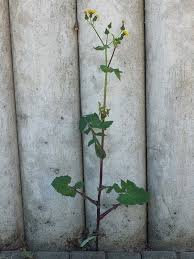 Image result for Sonchus integrifolius
