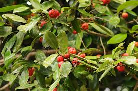 Image result for Cryptocarya