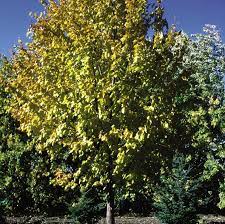 We did not find results for: Tilia X Harvest Gold Harvest Gold Pp12232 Copf From Nvk Nurseries