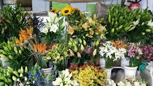 Lidl riva fiori domani : Michele Vernisi Piante E Fiori Fiorista A Crema