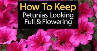 Petunia Care How To Grow And Keep Petunia Flowers Blooming Petunia Care Petunia Plant Petunias