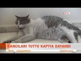 Dogum Sancilari Tutan Kedi Saglik Ocaginin Kapisina Dayandi Youtube