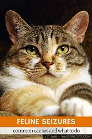 It is a scary occurrence that occasionally pet owners have to witness. Pin On Animals