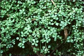 Image result for Callitriche