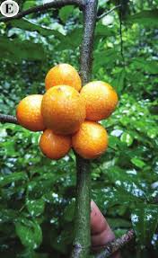 Image result for Lasiodiscus mannii