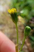 Image result for Senecio milanjianus