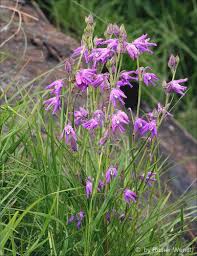 Image result for Raphionacme lanceolata