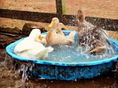 Maybe you would like to learn more about one of these? Treat Your Ducks Hgtv