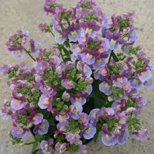 Image result for Nemesia lilacina