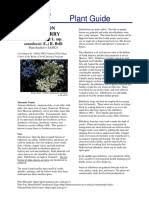 It is not cold tolerant. Ceanothus Yankee Point Flora Environmental Design