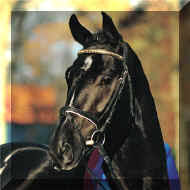 Westfälisches pferdestammbuch e.v.mit westfälischen pferden zum erfolg! Hw Farm Proudly Presents Some Information About Stallion Depardieu