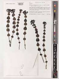 Image result for Haumaniastrum coriaceum