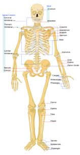Bones Bones Bones Lesson Teachengineering